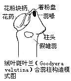  p>合蕊柱多为柱状,顶端着生着一个花药,有时该部分形成凹陷,称为药窝