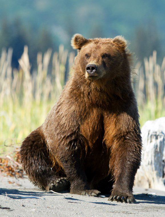 阿拉斯加棕熊