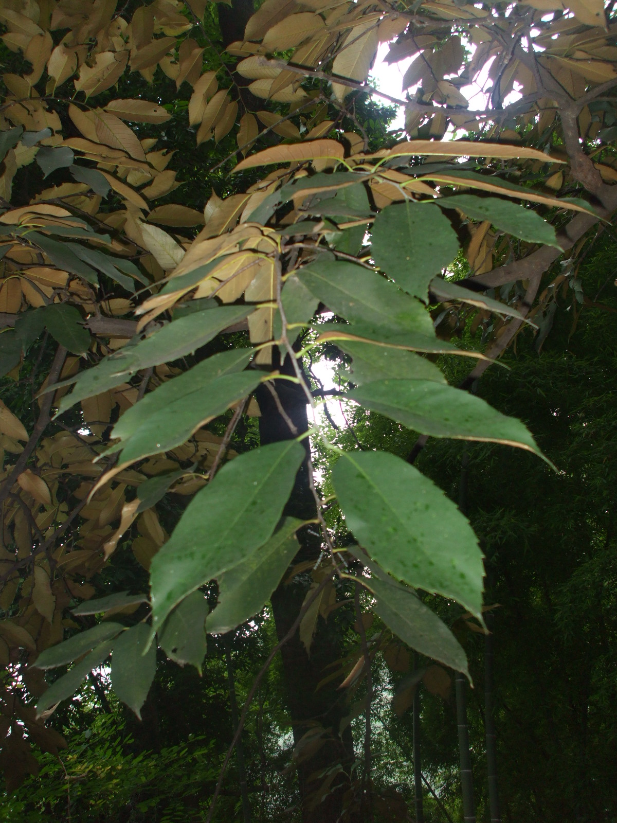  p>华南锥(拉丁学名: i>castanopsis concinna /i> (champ. ex benth.