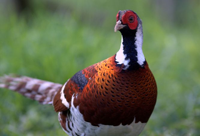  p>白颈长尾雉(学名: i>syrmaticus ellioti /i>):大型鸡类,体长81