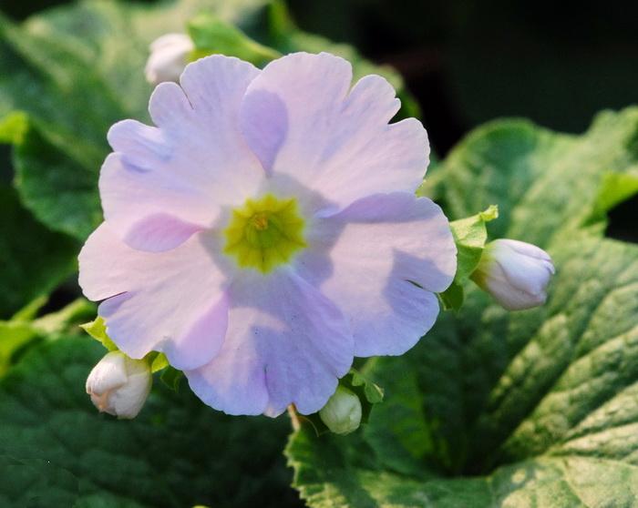 obconica /i> hance)是报春花科报春花属多年生草本植物,全株被柔毛