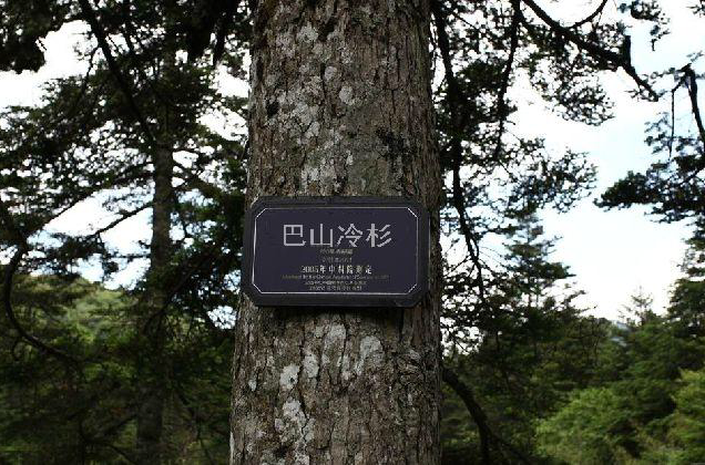  p>巴山冷杉(学名: i>abies fargesii /i> franch.