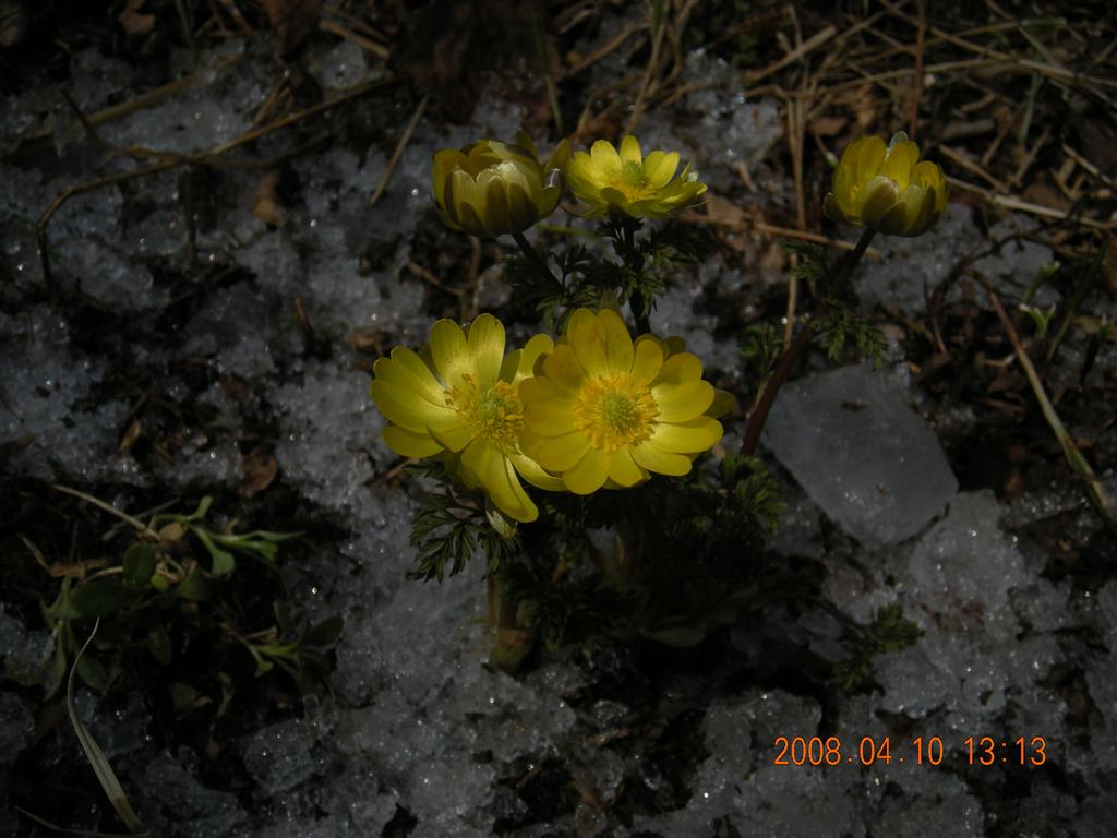 侧金盏花属