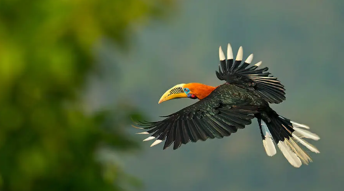  p>棕颈犀鸟(学名: i>aceros nipalensis /i>)大型鸟类,体长约122厘米