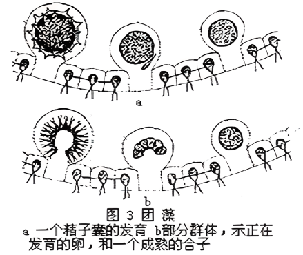 团藻属_百度百科