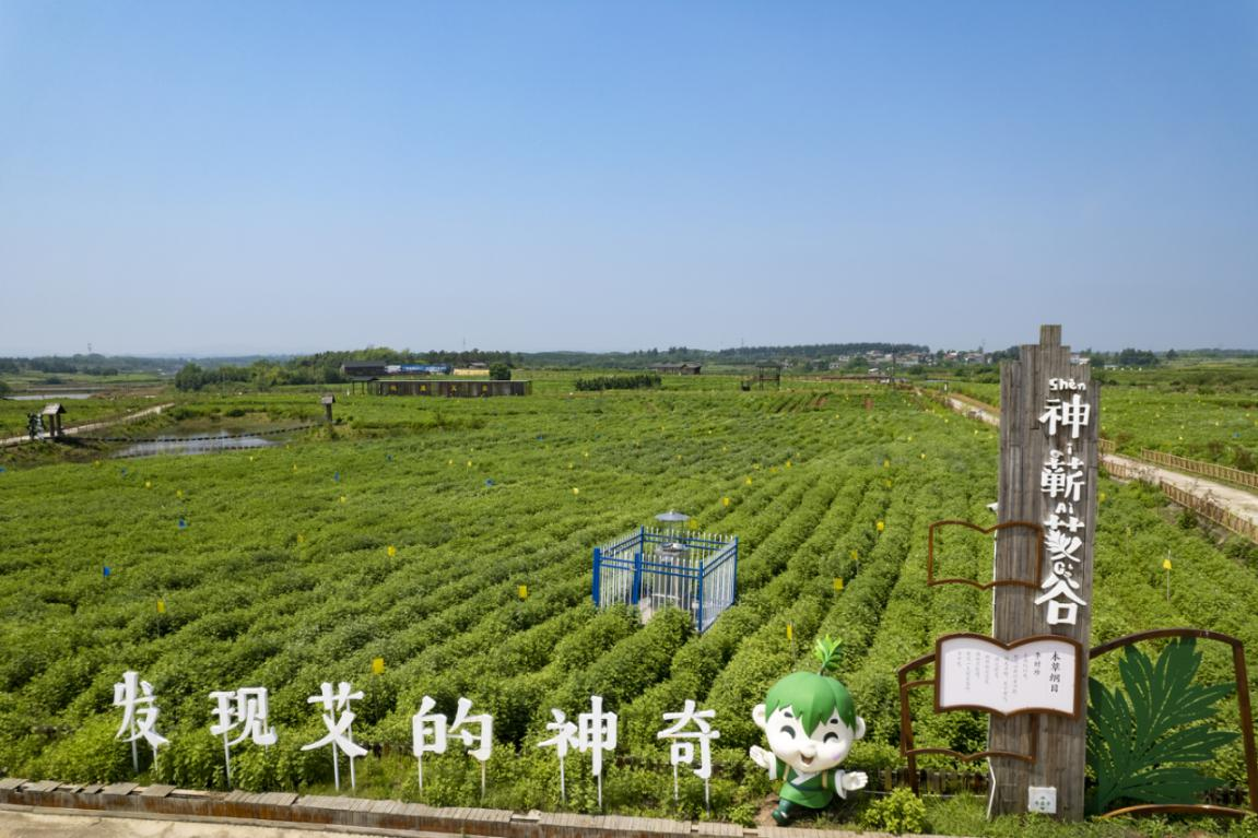蕲春土城岗蕲艾种植基地