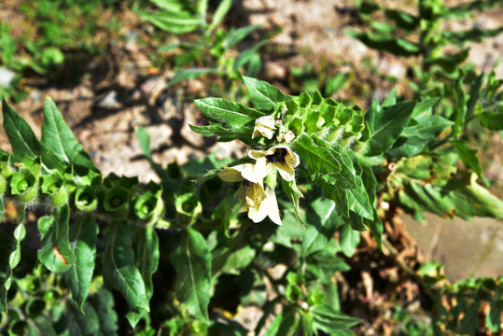 天仙子（茄科天仙子属植物）_百度百科