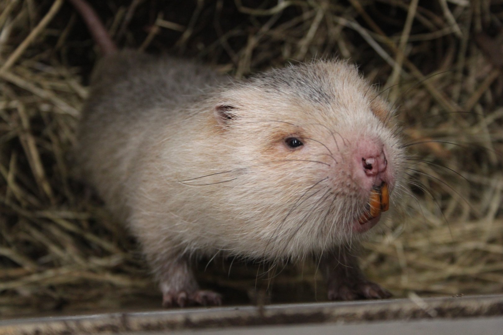 中华竹鼠四川亚种