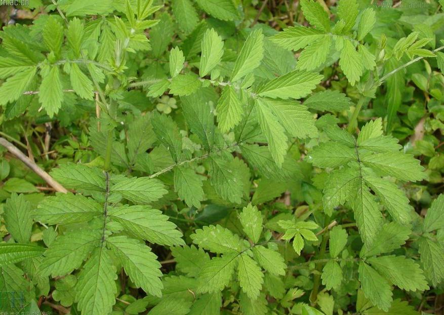  p data-id="txtaw6zwocck">龙牙草,蔷薇科龙牙草属的多年生草本植物