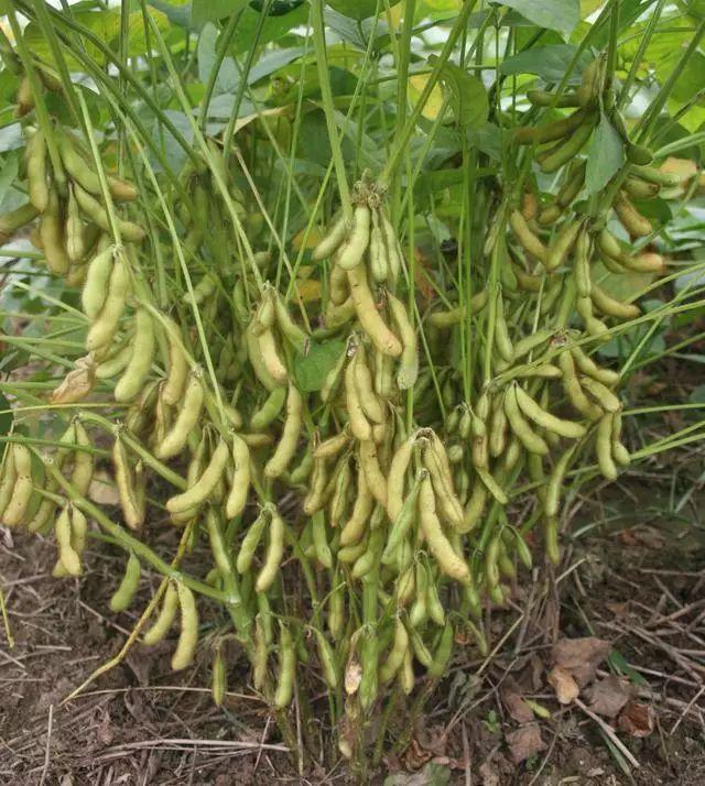  p data-id="gn09u3w4if">华豆1号是一个大豆品种,夏播生育期99天