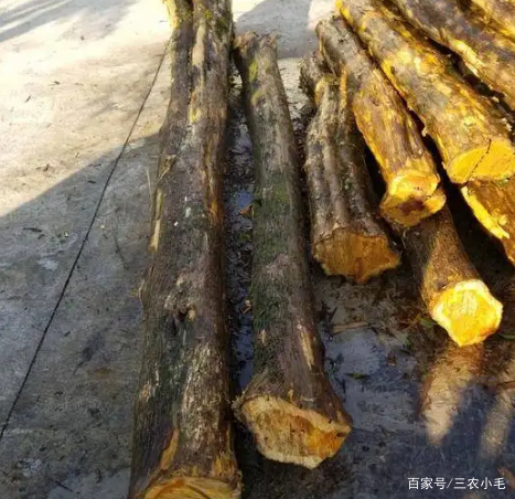 柘木是怎样一种树木？为何能和紫檀齐名？长得平凡但价值高_百科TA说