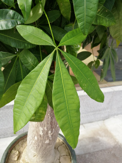 光瓜栗_百度百科