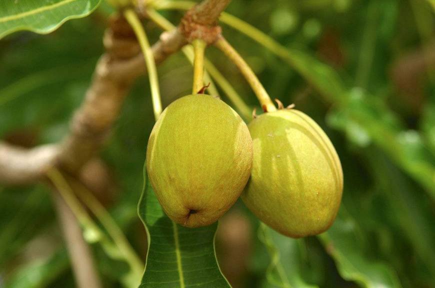  p data-id="gnbtbubbk2">乳木果油的提取源自 "乳油木", "乳油木"是