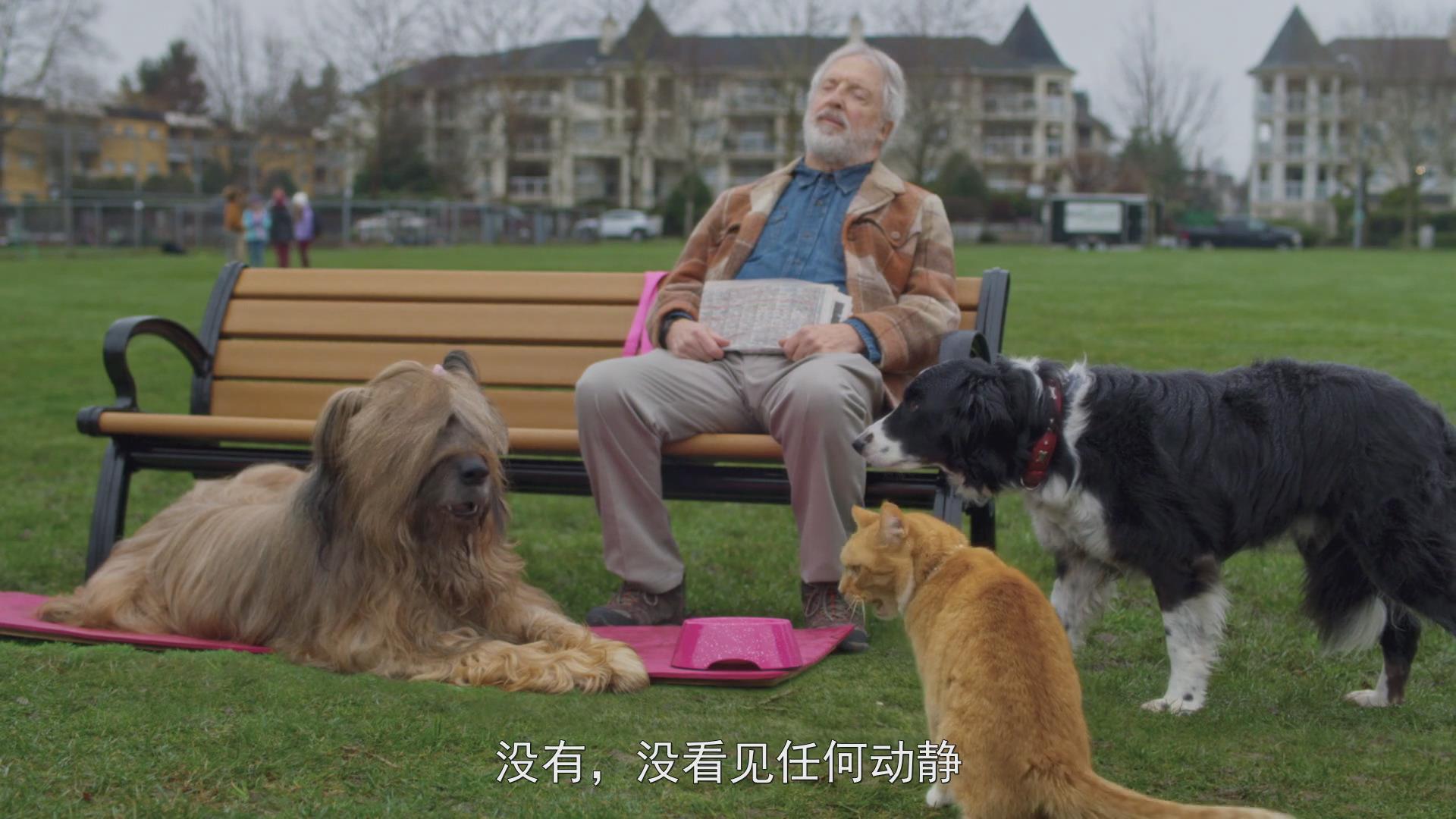 猫狗大战3:爪爪集结!