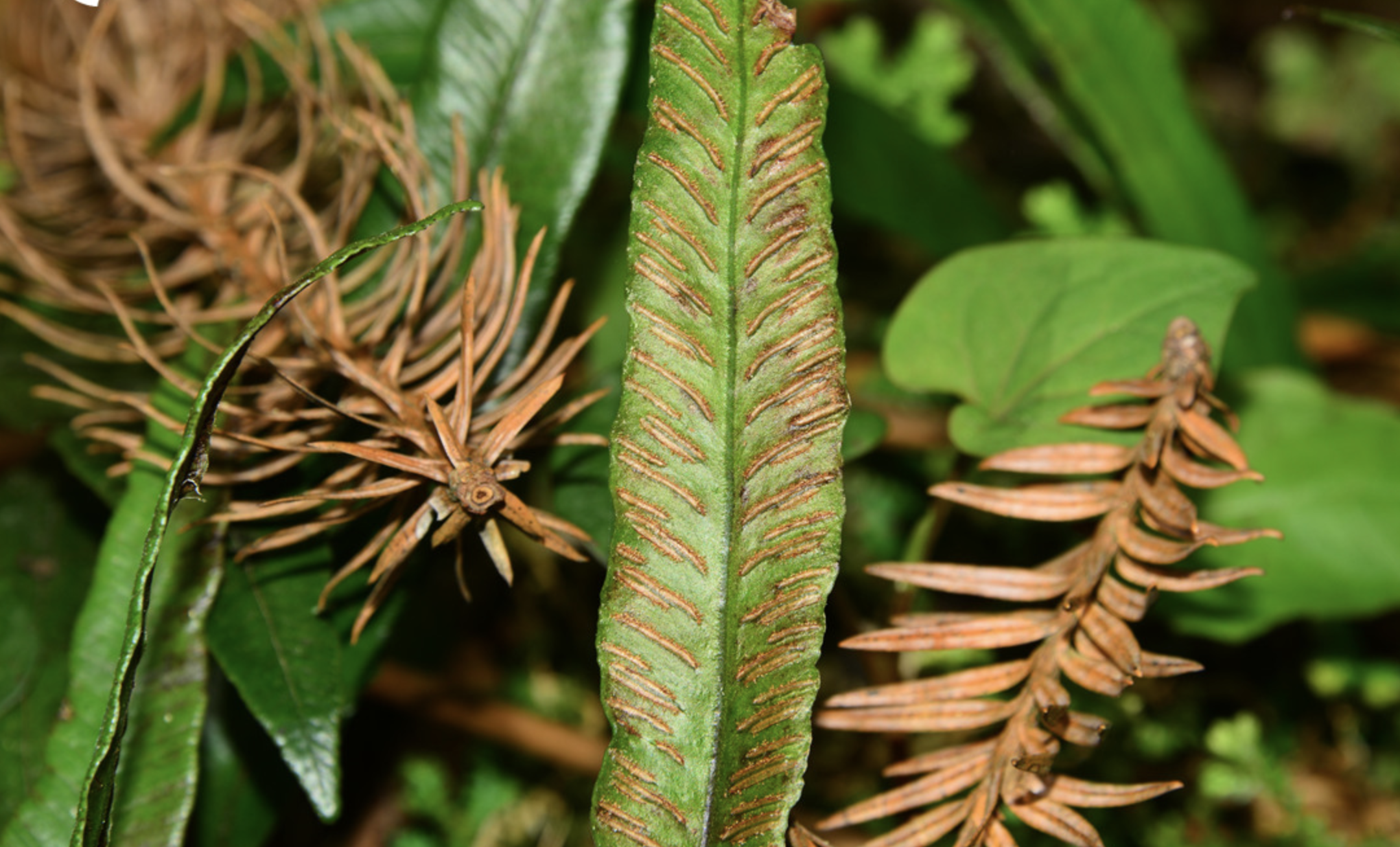  p>单叶双盖蕨(学名: i>diplazium /i>  i>subsinuatum /i> (wall.