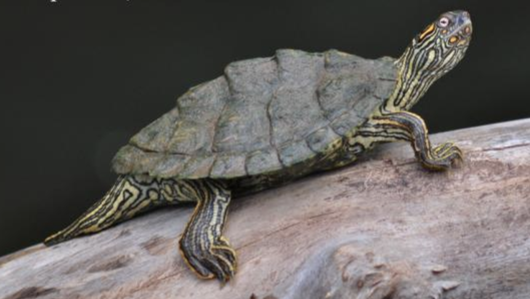  p>德州地图龟(学名: i>graptemys versa /i>)是龟科,地图龟属动物.