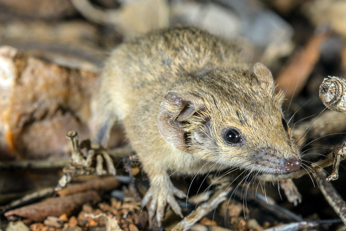  p data-id="tztsjl9fkq5q">北澳侏袋鼬(学名: i>planigale ingrami 