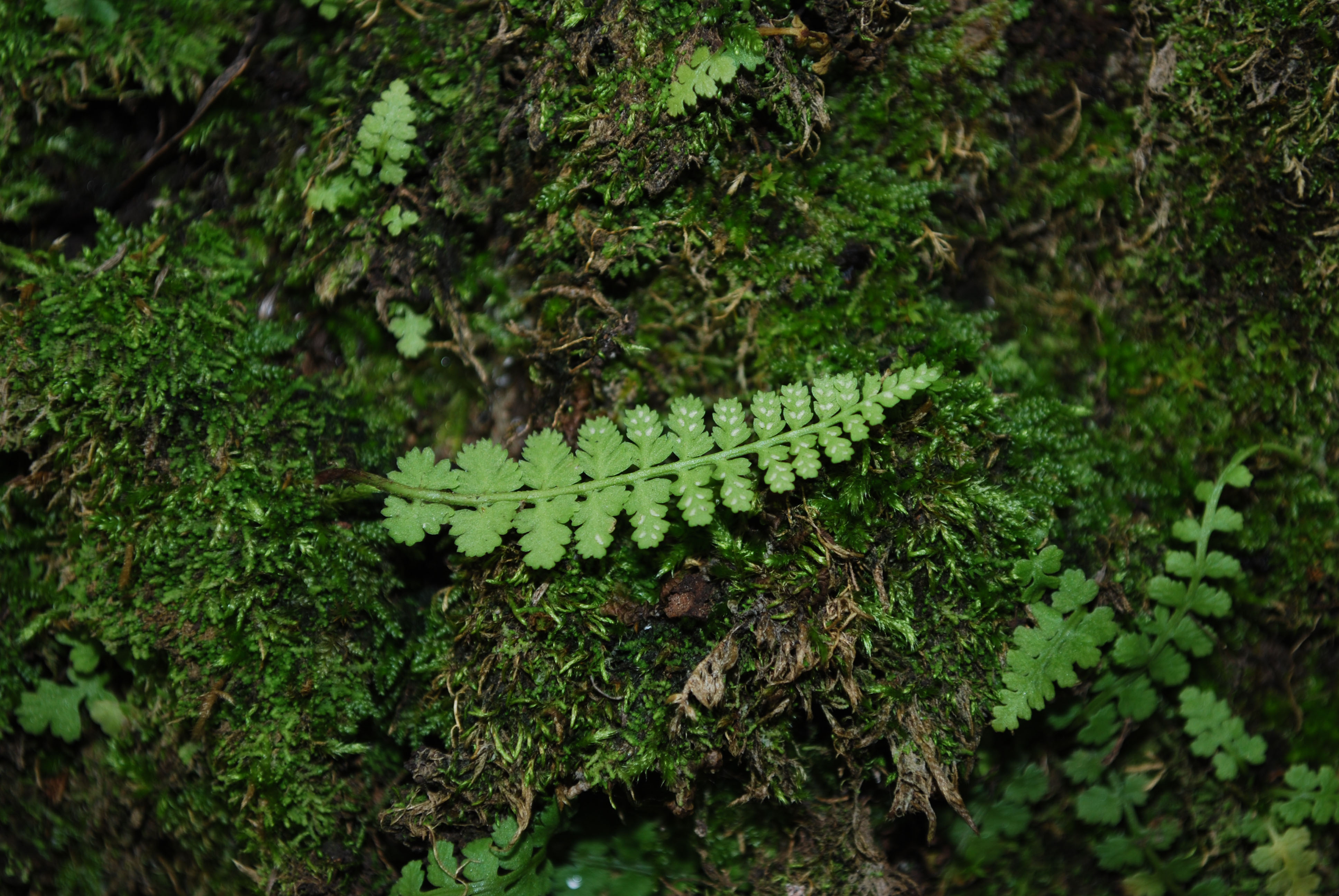 href="/item/蕨类/7638032" data-lemmaid="7638032">蕨类 /a>植物,植