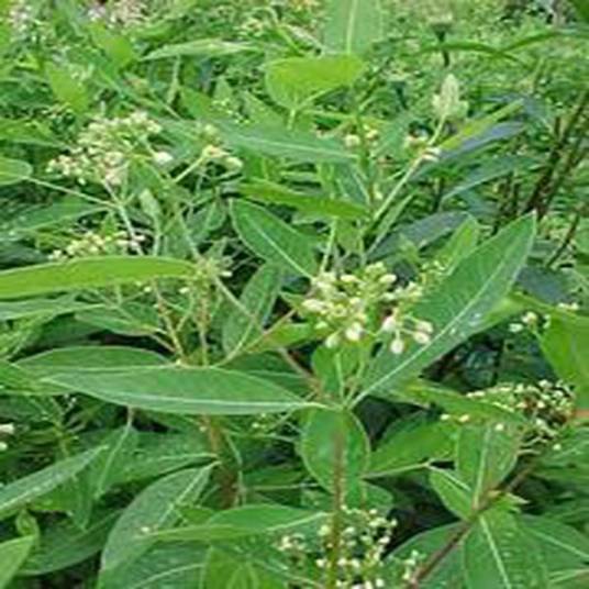 Apocynum cannabinum_百度百科