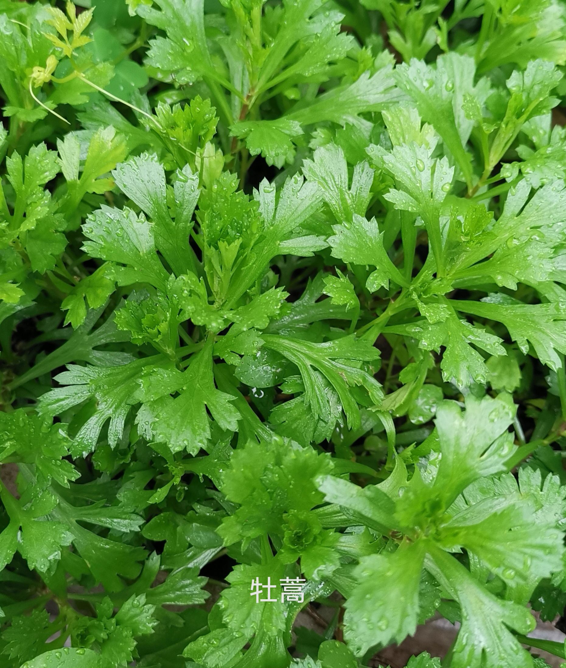 东北牡蒿