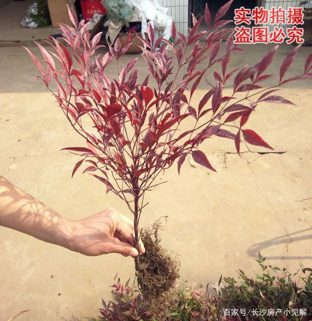 果实和北美冬青一样好看的南天竹，开花也很美，养护也特别简单_百科TA说