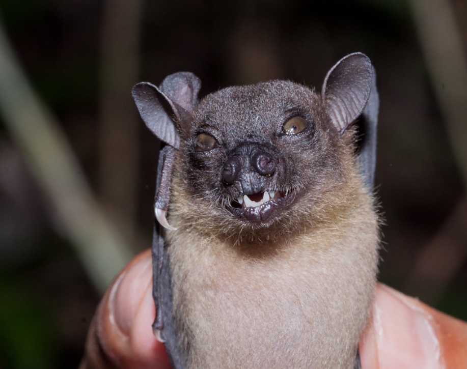  p>美林本湖遗产公园(tasek merimbun heritage park):是文莱最大最