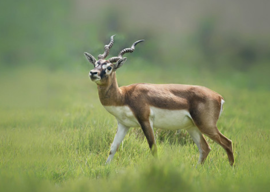  p>印度羚( i>antilope cervicapra /i>):是哺乳纲, 偶蹄目,牛科,印度