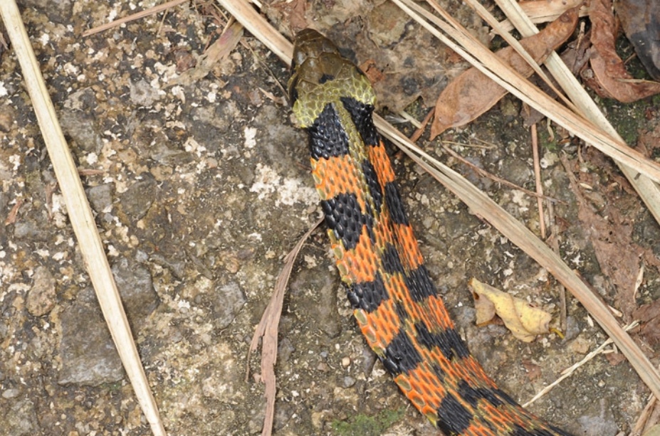  i>rhabdophis tigrinus /i>)俗名野鸡脖子,竹竿青等
