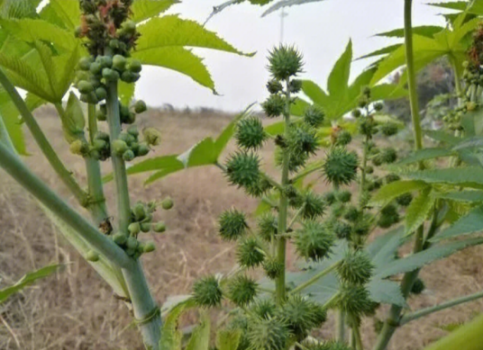 蓖麻（大戟科蓖麻属蓖麻）_百度百科