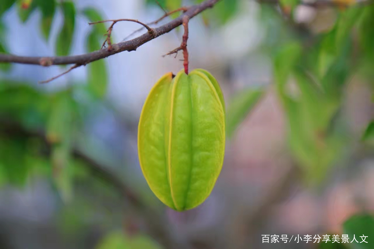 自家楼顶果园风景好！吃上自家种的水果真是开心、放心_百科TA说