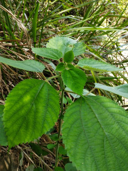 苎麻（荨麻科苎麻属植物）_百度百科