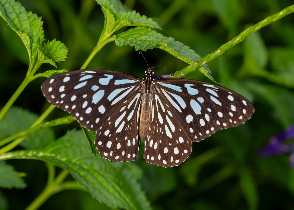 青斑蝶 全网资源