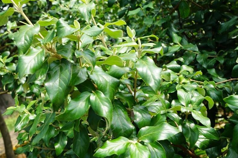  p>大叶胡颓子(学名: i>elaeagnus macrophylla /i> thunb.