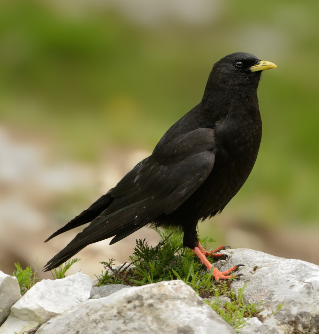 p>黄嘴山鸦(学名: i>pyrrhocorax graculus /i>)是鸦科,山鸦属鸟类