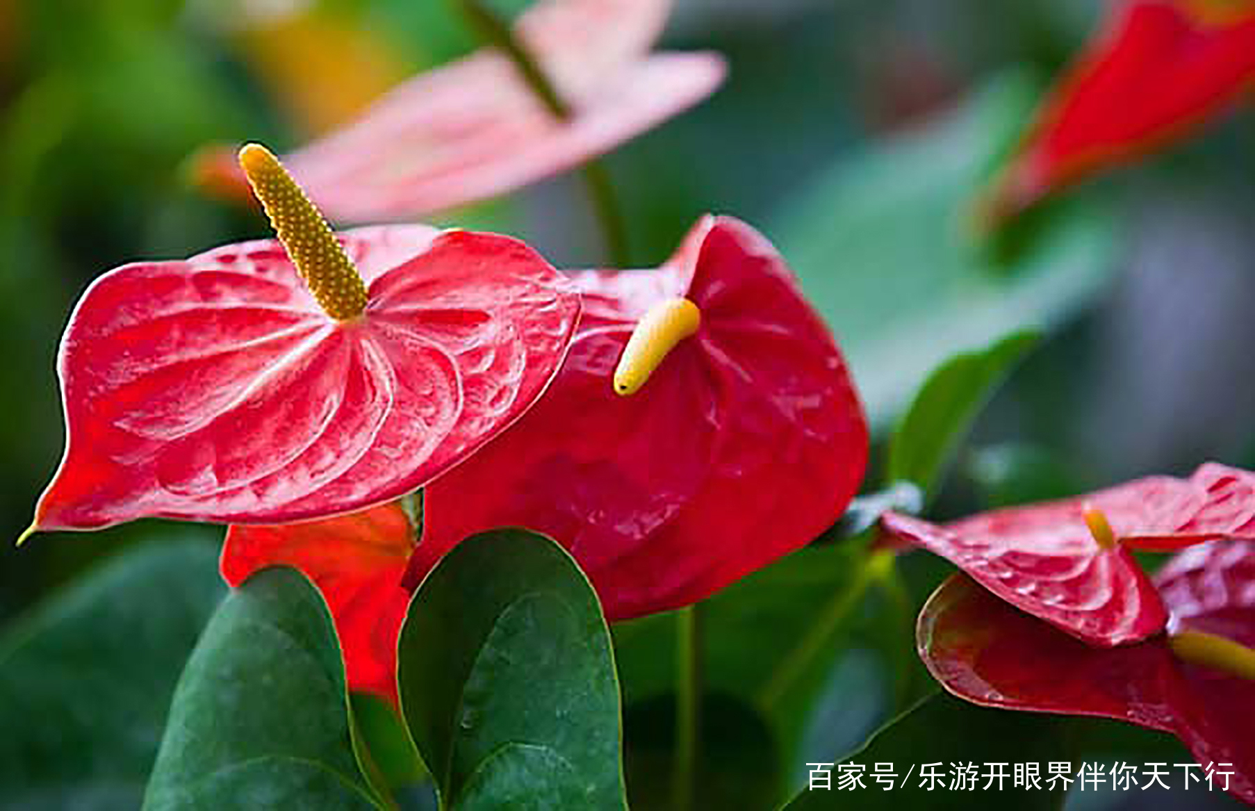 火鹤花：美艳的外表藏着一颗毒心的“蛇蝎美人”_百科TA说