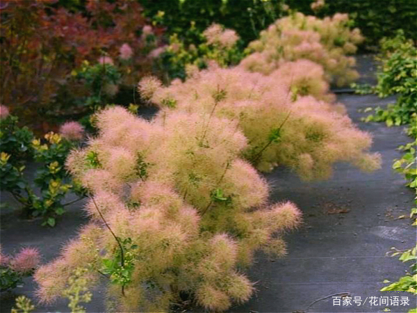 有种花叫“雾花”，开花如烟似梦，美丽又梦幻_百科TA说