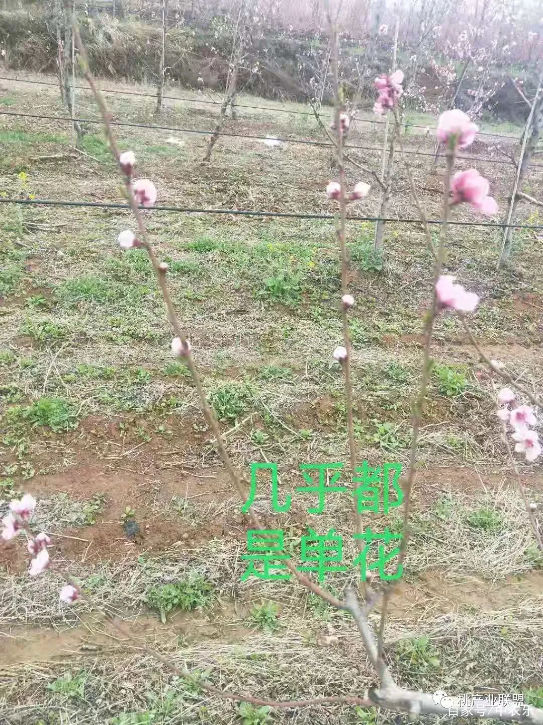 非洲黑妹桃等品种何缘花少得可怜 百科ta说