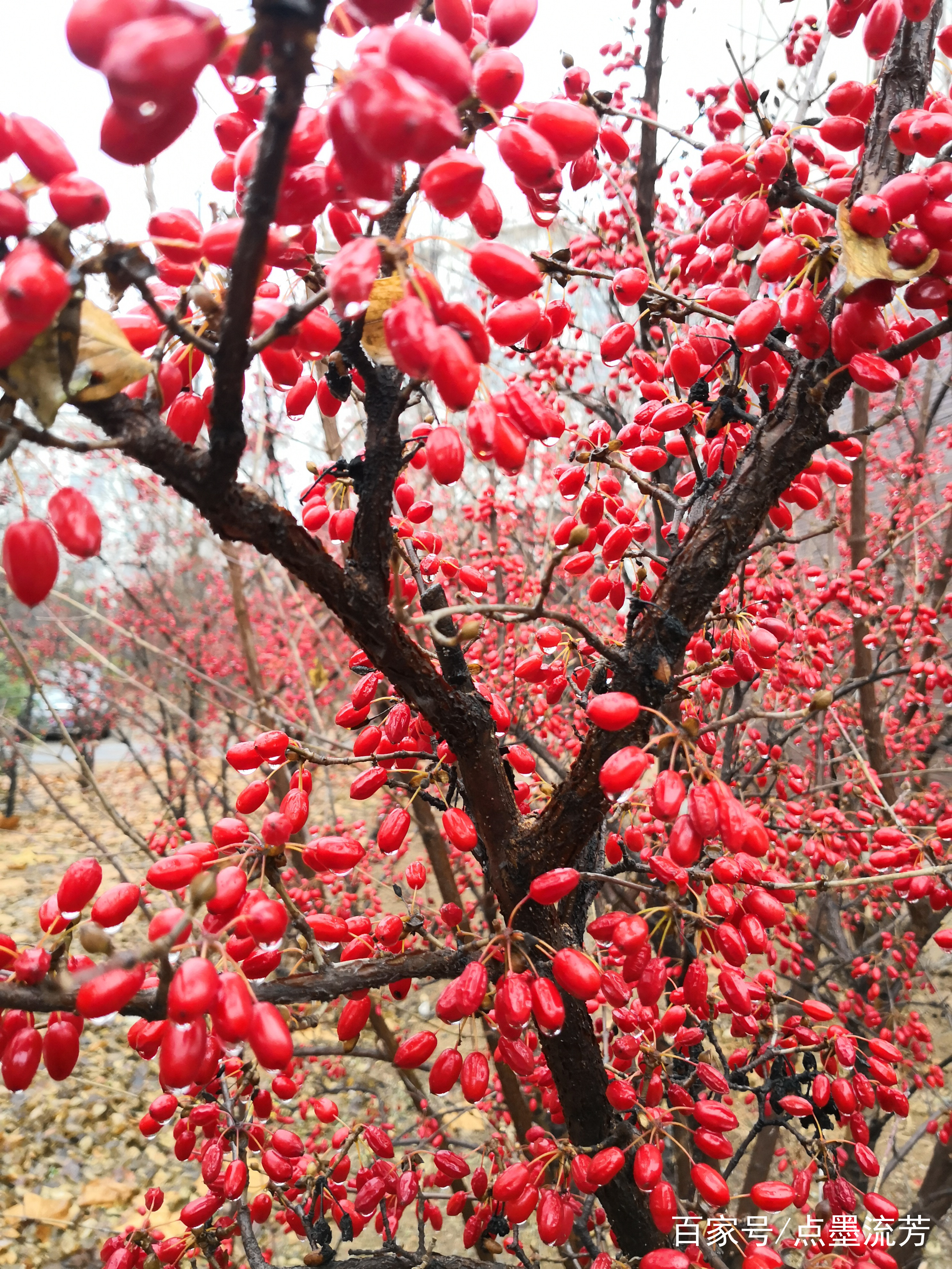  /i>),山茱萸科山茱萸属植物,又名山萸肉,枣皮,蜀枣等,山茱萸高4-10米