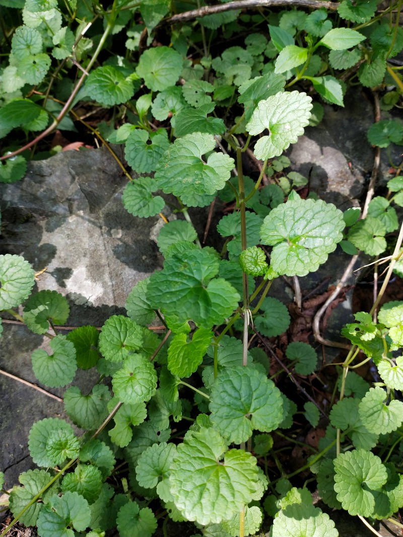  p data-id="gnbjo06ps7">活血丹,( i>glechoma longituba  /i>(nakai