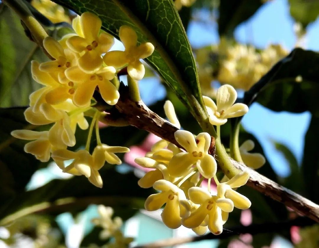 蟾宫折桂 可不要折错了 百科ta说