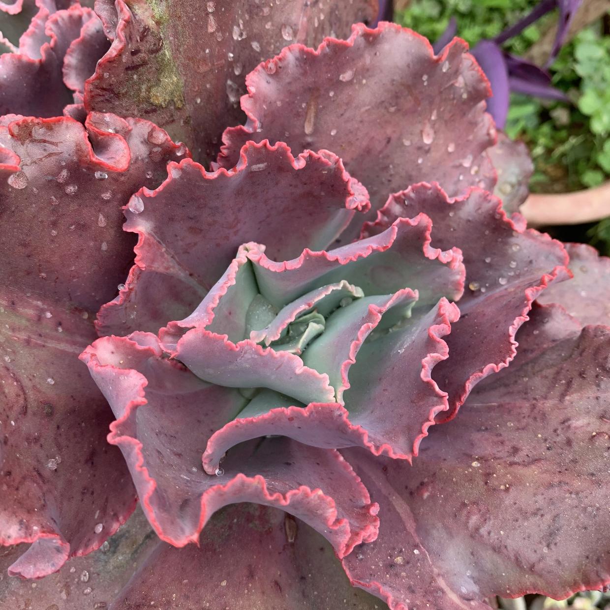 大包菜多肉女王花笠，大盆养长得大，多晒太阳，叶子变成紫色_百科TA说