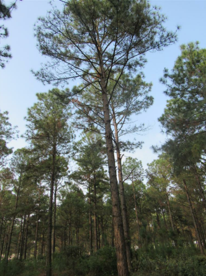 巴哈马加勒比松v58