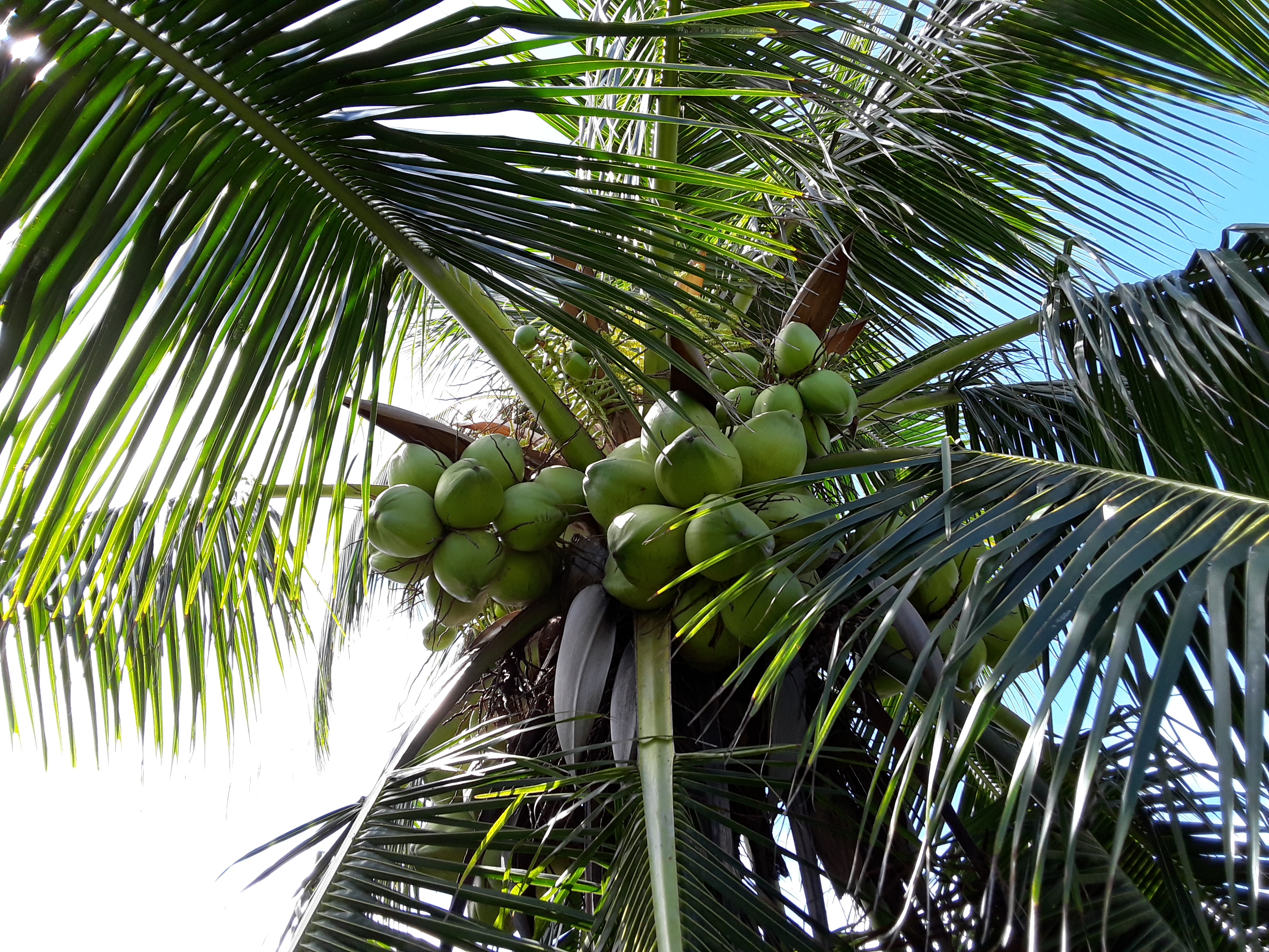 棕榈科椰子属植物,植株高大,乔木状,高15-30米,茎粗壮,有环状叶痕