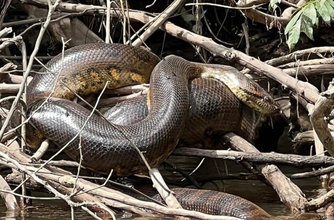  p data-id="u54oj3uqxhvg">北方绿水蚺,水蚺物种. /p>