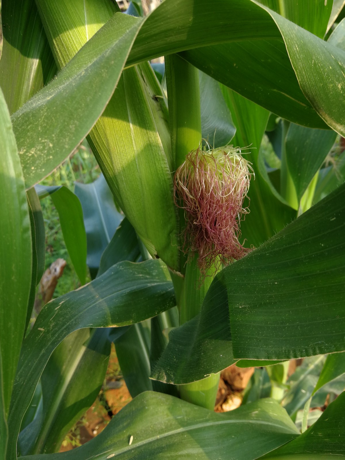  p data-id="txtrogzm8snd">玉蜀黍, a target="_blank" href="/item