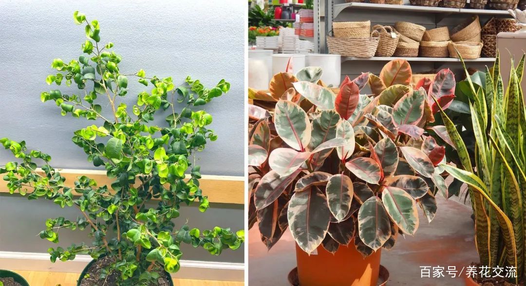 美如画的榕属植物，这几个花叶榕树品种很值得“珍藏”_百科TA说