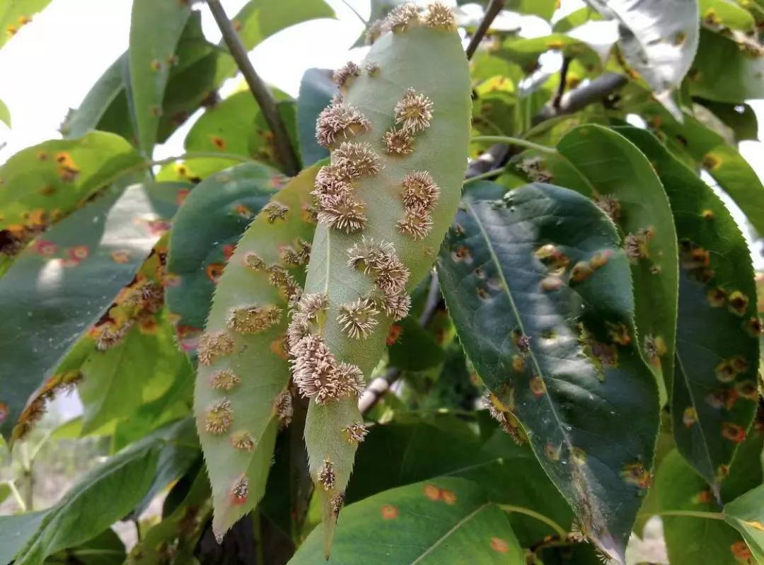 药用植物枣锈病