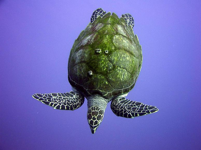 玳瑁(学名:eretmochelys imbricata):属<a target="