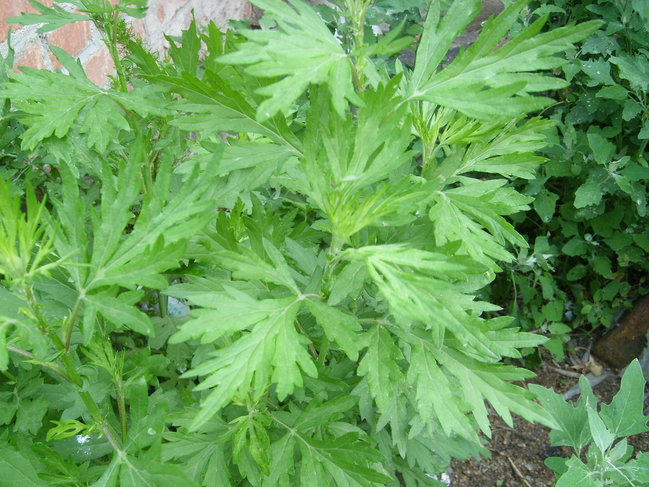  p>黄毛蒿(学名: i>artemisia velutina /i> pamp.