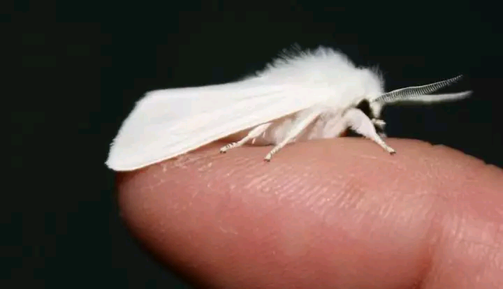  p>委内瑞拉贵宾犬蛾(venezuelan poodle moth),2009年才在委内瑞拉被